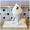 디어엠 반려동물 대리석 쿨매트 바닥형 / 강아지 고양이 대리석 침대 방석